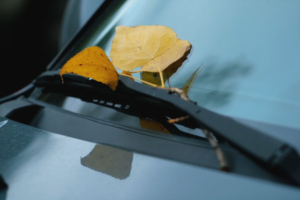Fallen leaves caught in a windshield wiper